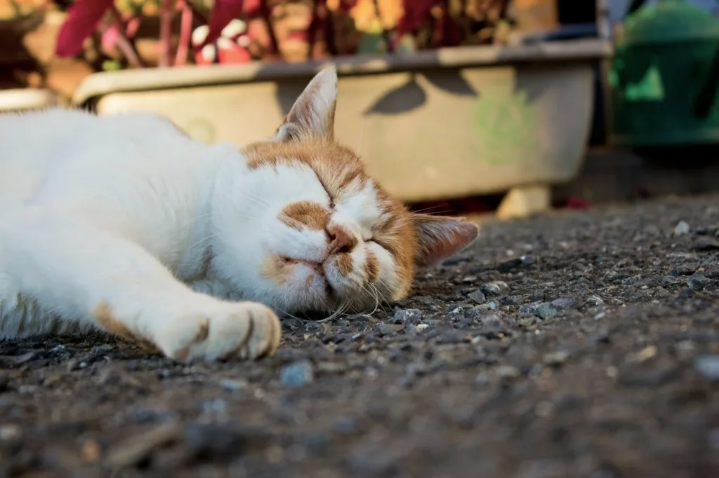 冬はリアルに冬眠しています。