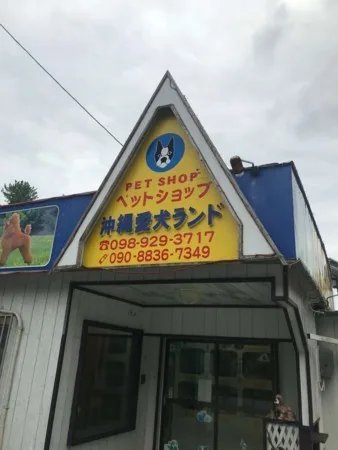 【質問箱への回答】琉球犬のブリーダーへ取材してきた。