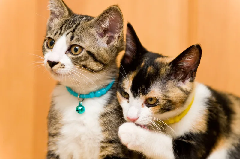 ２月２２日は「ニャンニャンニャン」で猫の日だ。