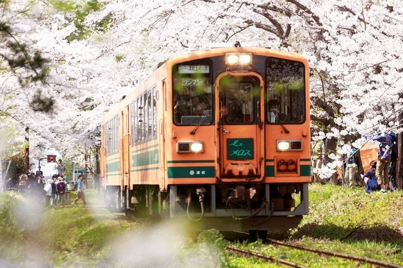 僕の春歌はいきものがかりの「sakura」だ。