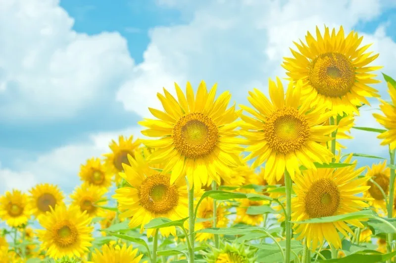 平成最後の夏は、早く過ぎるのを待つ夏だった。
