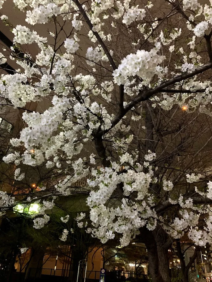 桜の季節にまた旅行がしたい。