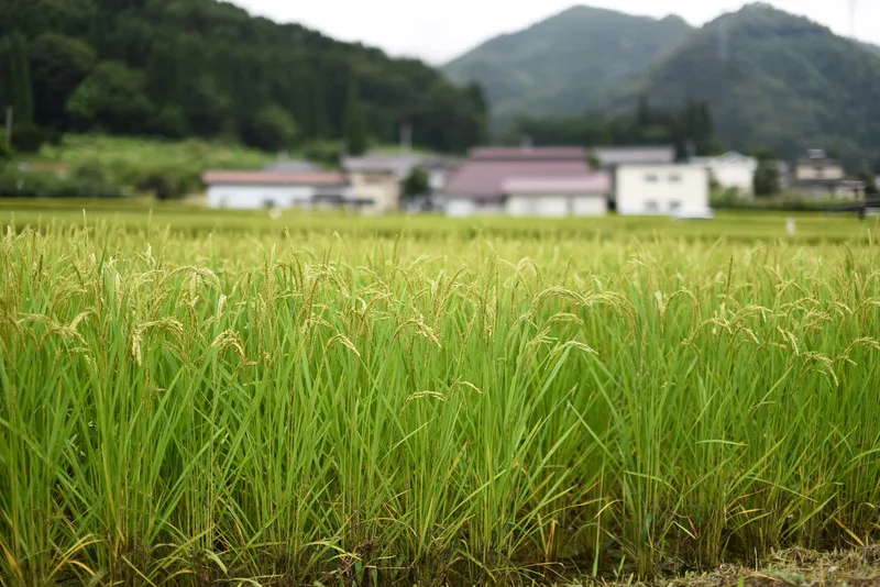 新潟の米の美味しさは印象に残っています。