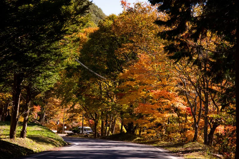 沖縄は紅葉しないです。