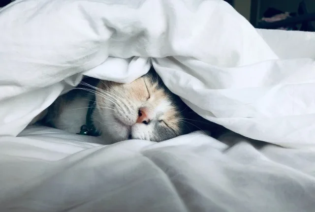 睡眠負債解消せんとヤバすぎる。