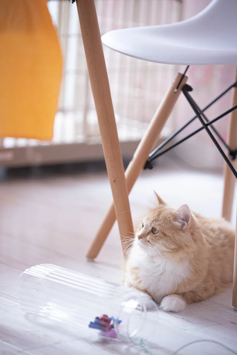 飼い猫が弱っていてピンチです。