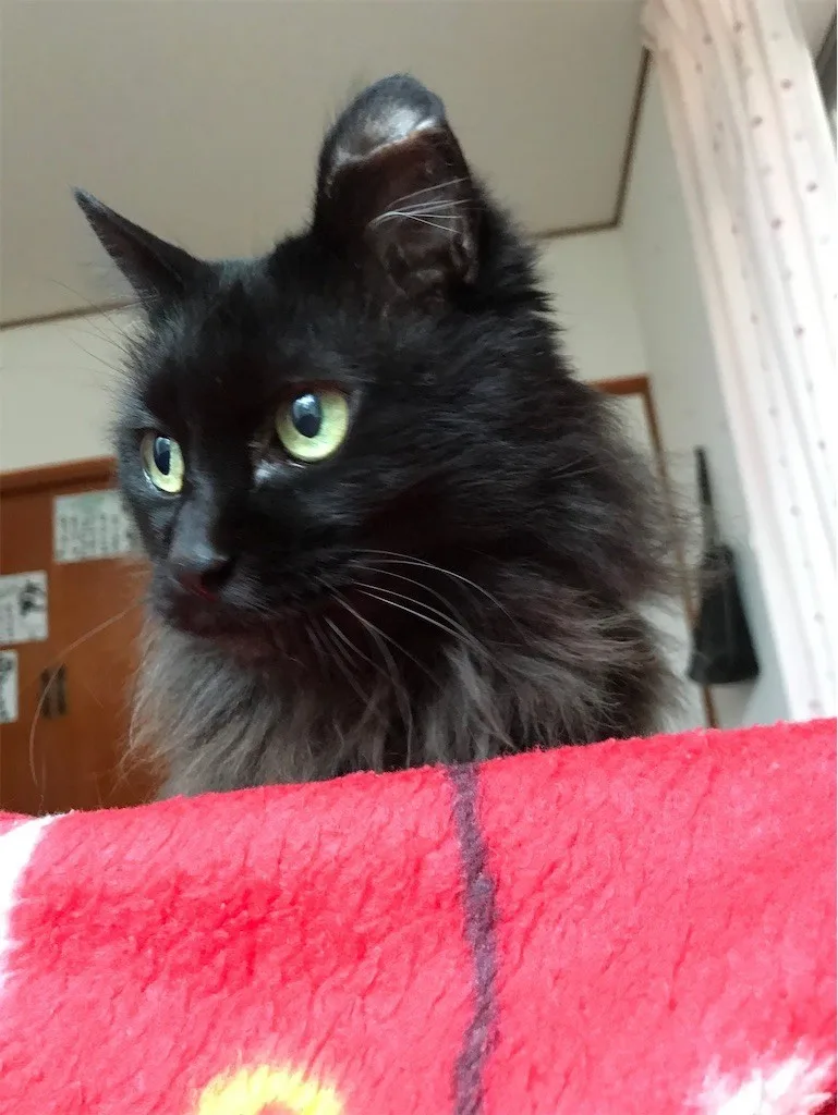 飼い猫が逝った。ペットロス。