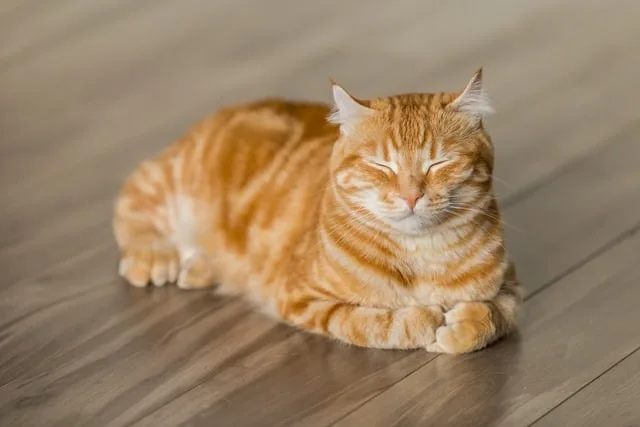 家族が増えるよ、やったねたえちゃん！（おいやめろ