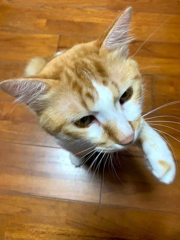 f:id:yuki_2021:20201003213803p:plain