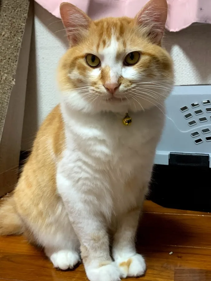 我が家で飼っているボス猫「大五郎」くんについて。