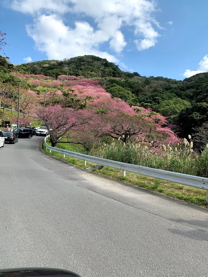 八重岳桜の森公園に寒緋桜を見に行った。