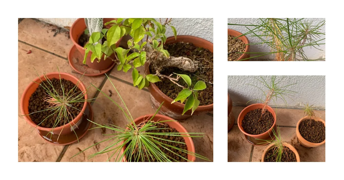 今日は黒松の植え替えをやった。