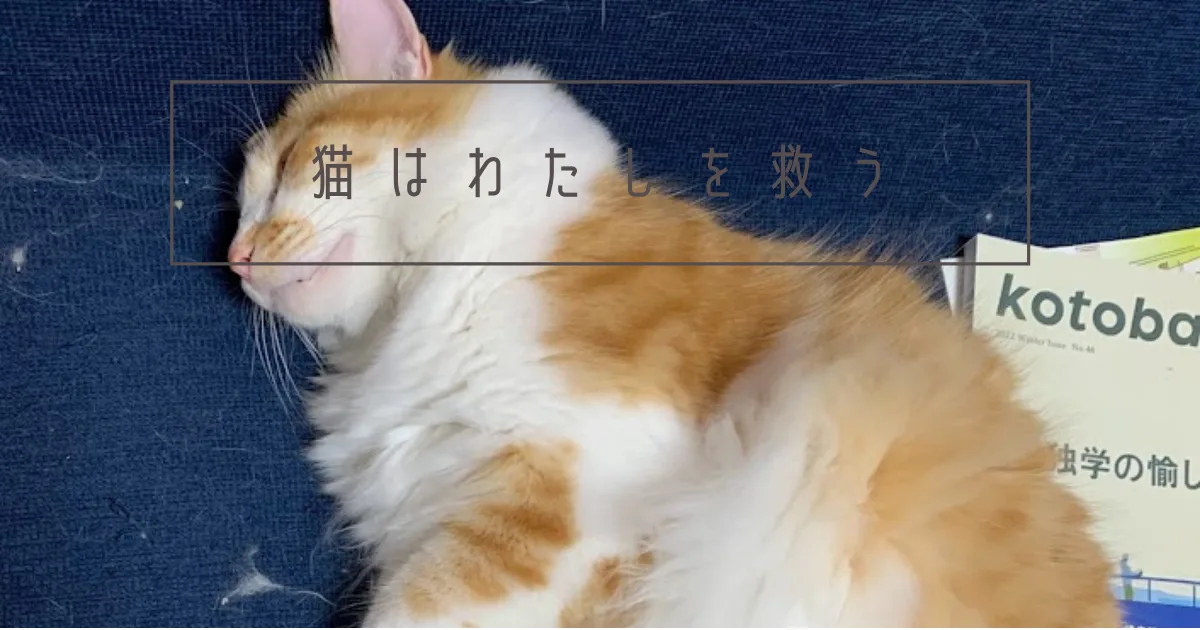 ボンボンしっぽの大五郎さんとの生活。