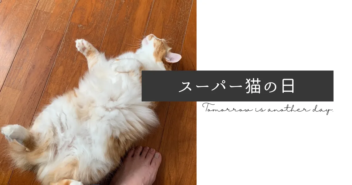 2022年2月22日はニャンニャンニャンでスーパー猫の日だー！