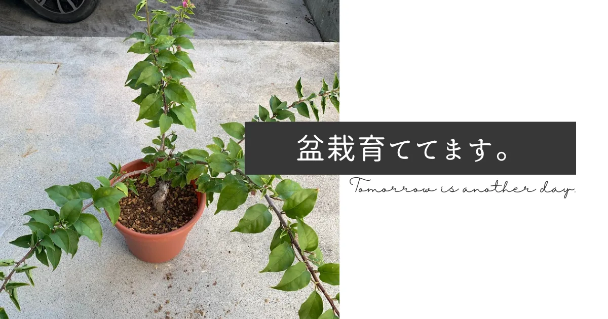 盆栽育てるのも趣味の一つです。