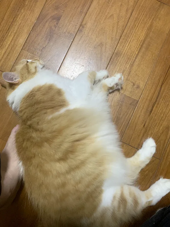 大五郎さんの大脱走。
