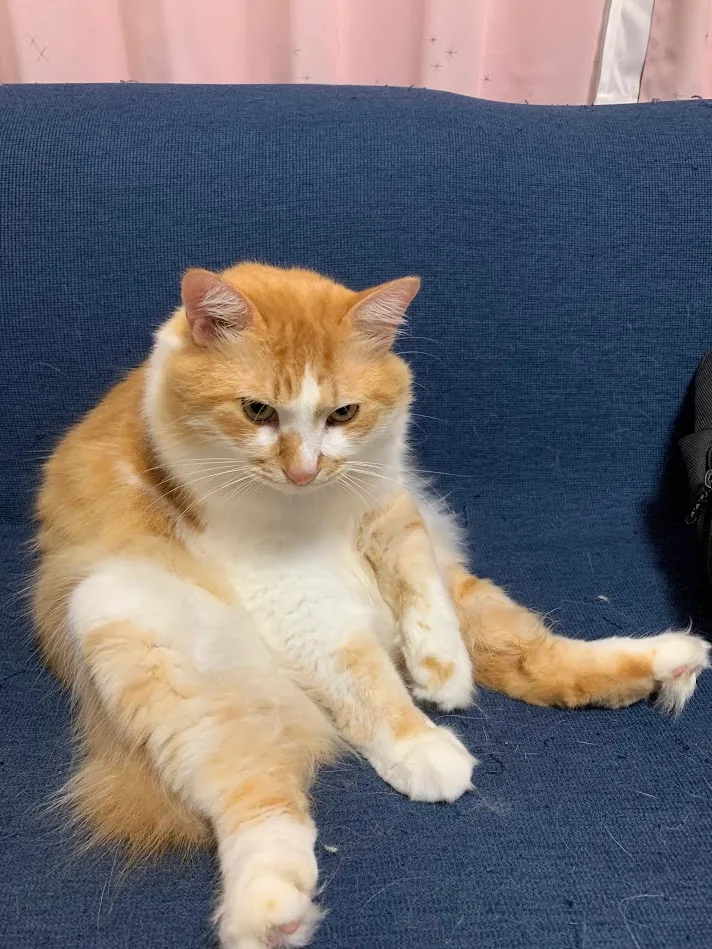 飼い猫・大五郎さんの愛が重い。