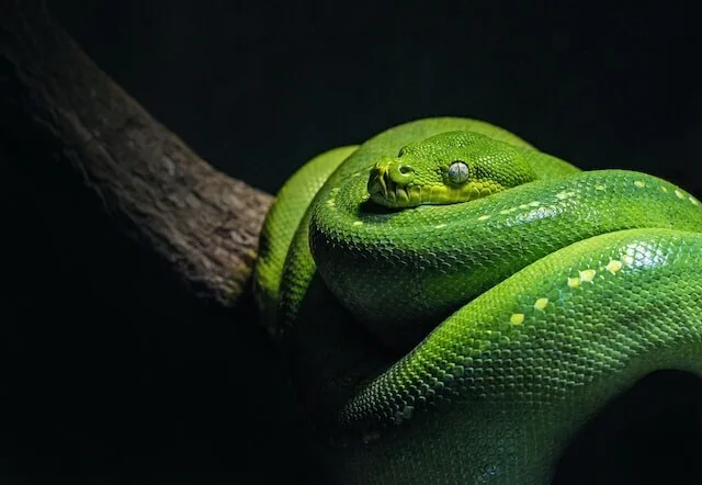Dockerを使ってローカルにPythonの開発環境を作る。