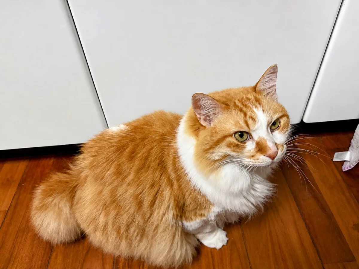猫の看病で不安になったら、なぜか通勤ルート最適化アプリができた。