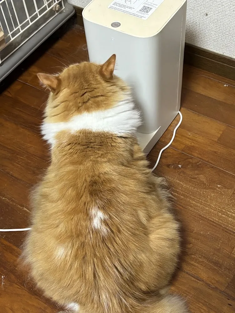 GW最終日は猫の看病と過集中で死にそう。